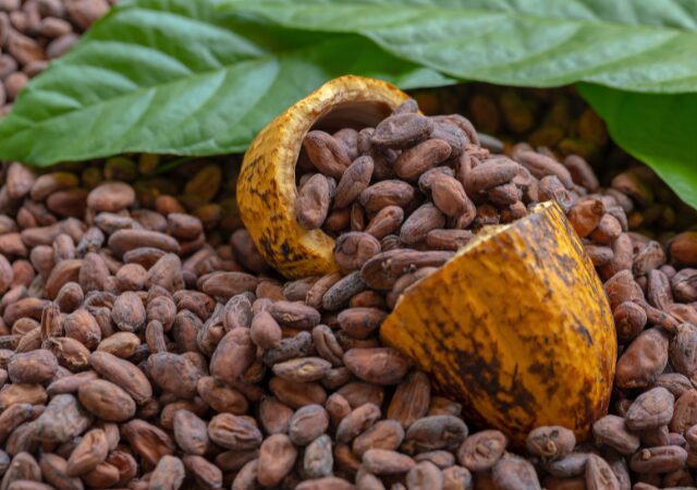 Cacao fruit