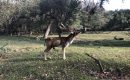 טיולי סתיו בהולנד: איילים, פטריות, שלכת וערמונים