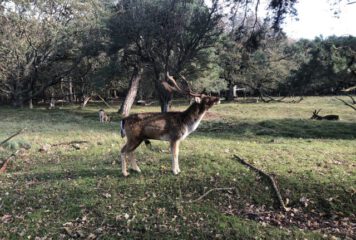 טיולי סתיו בהולנד: איילים, פטריות, שלכת וערמונים