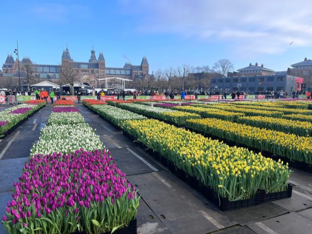 National tulips day Noya