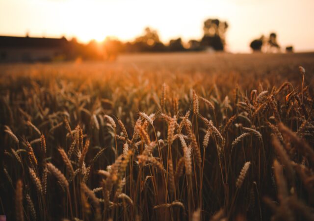 Grains