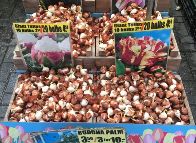 tulip bulbs market